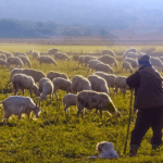 AgroPublic | Δίπλα στον αγρότη, καθημερινά αγροτικά νέα, γεωπονικές δημοσιεύσεις, κτηνοτροφία, ελαιοκομία, αμπελουργία | ot kthnotrofos 1 1024x600 1