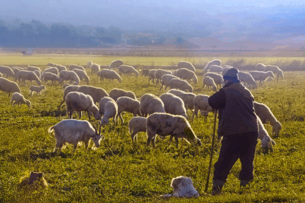 Επιδότηση μόνο μετά από προσκόμιση παραστατικών που δείχνουν παραδοτέο γάλα και αγορές ζωοτροφών AgroPublic | Δίπλα στον αγρότη, καθημερινά αγροτικά νέα, γεωπονικές δημοσιεύσεις, κτηνοτροφία, ελαιοκομία, αμπελουργία | ot kthnotrofos 1 1024x600 1