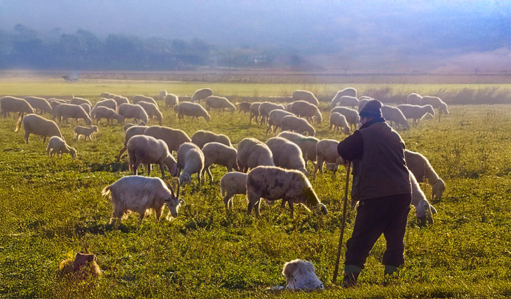 AgroPublic | Δίπλα στον αγρότη, καθημερινά αγροτικά νέα, γεωπονικές δημοσιεύσεις, κτηνοτροφία, ελαιοκομία, αμπελουργία | ot kthnotrofos 1 1024x600 1