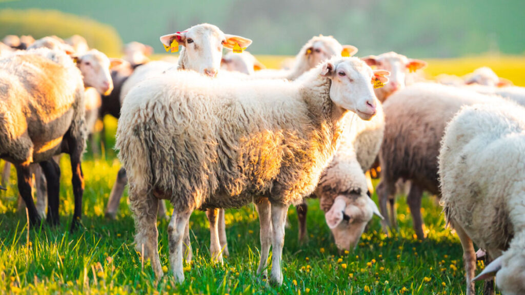 AgroPublic | Δίπλα στον αγρότη, καθημερινά αγροτικά νέα, γεωπονικές δημοσιεύσεις, κτηνοτροφία, ελαιοκομία, αμπελουργία | provata