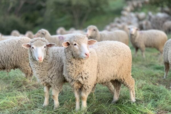 AgroPublic | Δίπλα στον αγρότη, καθημερινά αγροτικά νέα, γεωπονικές δημοσιεύσεις, κτηνοτροφία, ελαιοκομία, αμπελουργία | provata 3