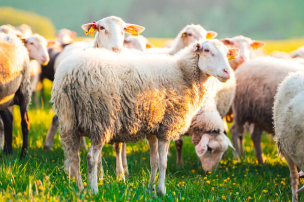 AgroPublic | Δίπλα στον αγρότη, καθημερινά αγροτικά νέα, γεωπονικές δημοσιεύσεις, κτηνοτροφία, ελαιοκομία, αμπελουργία | provata
