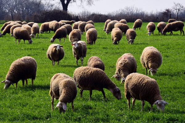 AgroPublic | Δίπλα στον αγρότη, καθημερινά αγροτικά νέα, γεωπονικές δημοσιεύσεις, κτηνοτροφία, ελαιοκομία, αμπελουργία | provata3