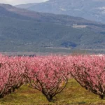AgroPublic | Δίπλα στον αγρότη, καθημερινά αγροτικά νέα, γεωπονικές δημοσιεύσεις, κτηνοτροφία, ελαιοκομία, αμπελουργία | rodakiniesveroia ape 6a20de.jpg