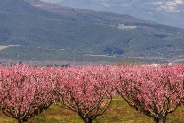 Ανοιξιάτικοι παγετοί: Ερώτηση Τζάκρη στη Βουλή για τις αποζημιώσεις στους αγρότες της Πέλλας και της Ημαθίας AgroPublic | Δίπλα στον αγρότη, καθημερινά αγροτικά νέα, γεωπονικές δημοσιεύσεις, κτηνοτροφία, ελαιοκομία, αμπελουργία | rodakiniesveroia ape 6a20de.jpg