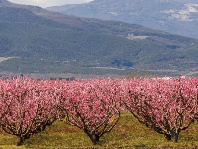 AgroPublic | Δίπλα στον αγρότη, καθημερινά αγροτικά νέα, γεωπονικές δημοσιεύσεις, κτηνοτροφία, ελαιοκομία, αμπελουργία | rodakiniesveroia ape 6a20de.jpg