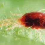AgroPublic | Δίπλα στον αγρότη, καθημερινά αγροτικά νέα, γεωπονικές δημοσιεύσεις, κτηνοτροφία, ελαιοκομία, αμπελουργία | tetranyxos