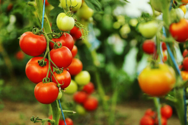 AgroPublic | Δίπλα στον αγρότη, καθημερινά αγροτικά νέα, γεωπονικές δημοσιεύσεις, κτηνοτροφία, ελαιοκομία, αμπελουργία | thermokipiaki