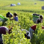 AgroPublic | Δίπλα στον αγρότη, καθημερινά αγροτικά νέα, γεωπονικές δημοσιεύσεις, κτηνοτροφία, ελαιοκομία, αμπελουργία | wineharvest1