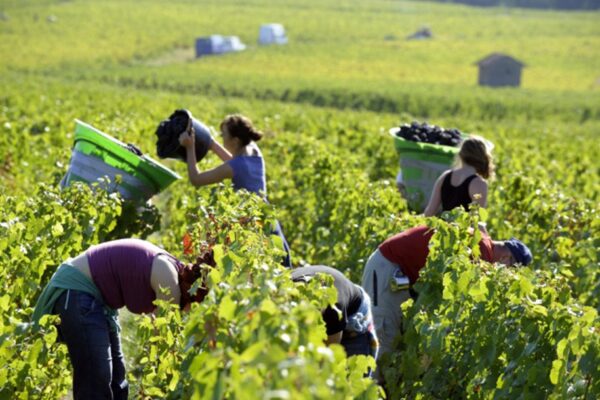AgroPublic | Δίπλα στον αγρότη, καθημερινά αγροτικά νέα, γεωπονικές δημοσιεύσεις, κτηνοτροφία, ελαιοκομία, αμπελουργία | wineharvest1