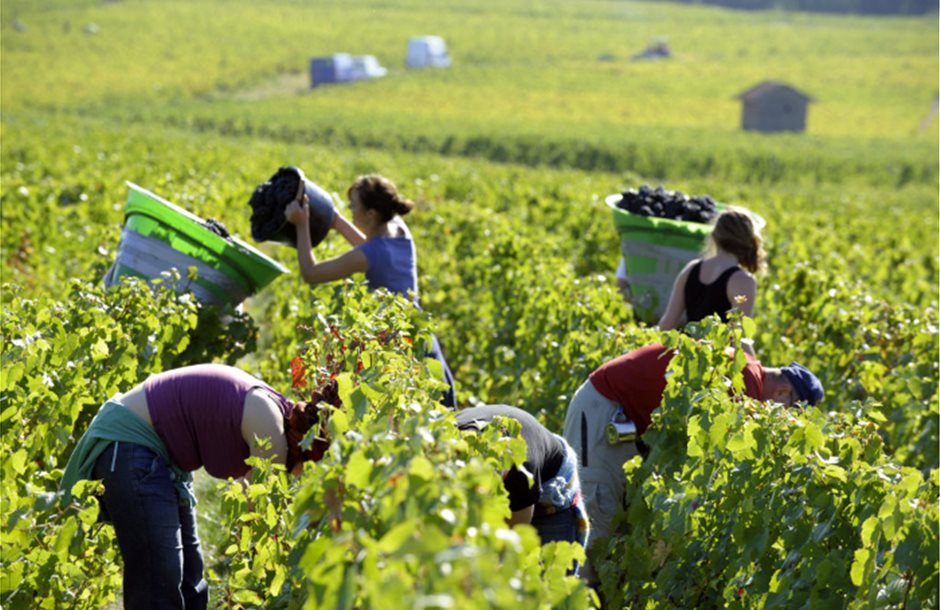 AgroPublic | Δίπλα στον αγρότη, καθημερινά αγροτικά νέα, γεωπονικές δημοσιεύσεις, κτηνοτροφία, ελαιοκομία, αμπελουργία | wineharvest1