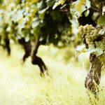 AgroPublic | Δίπλα στον αγρότη, καθημερινά αγροτικά νέα, γεωπονικές δημοσιεύσεις, κτηνοτροφία, ελαιοκομία, αμπελουργία | αμπελωνες 1