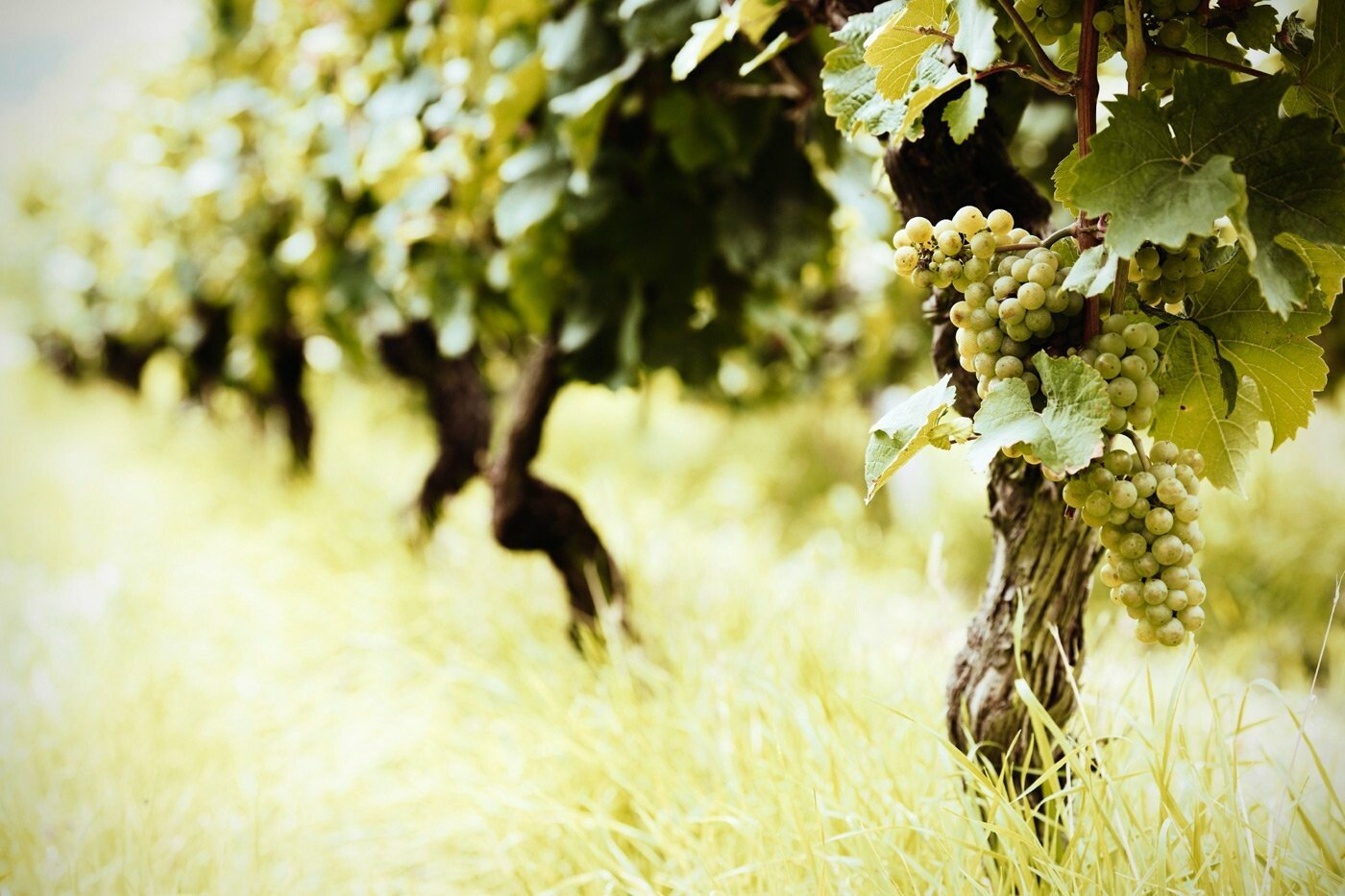 AgroPublic | Δίπλα στον αγρότη, καθημερινά αγροτικά νέα, γεωπονικές δημοσιεύσεις, κτηνοτροφία, ελαιοκομία, αμπελουργία | αμπελωνες 1