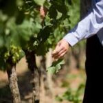 AgroPublic | Δίπλα στον αγρότη, καθημερινά αγροτικά νέα, γεωπονικές δημοσιεύσεις, κτηνοτροφία, ελαιοκομία, αμπελουργία | αμπελωνες