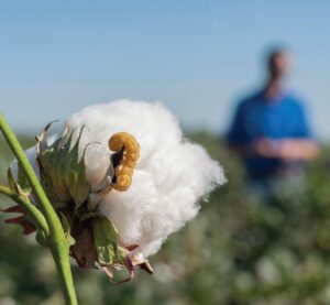 AgroPublic | Δίπλα στον αγρότη, καθημερινά αγροτικά νέα, γεωπονικές δημοσιεύσεις, κτηνοτροφία, ελαιοκομία, αμπελουργία | βαμβακι