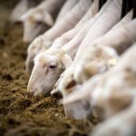 AgroPublic | Δίπλα στον αγρότη, καθημερινά αγροτικά νέα, γεωπονικές δημοσιεύσεις, κτηνοτροφία, ελαιοκομία, αμπελουργία | ευλογια