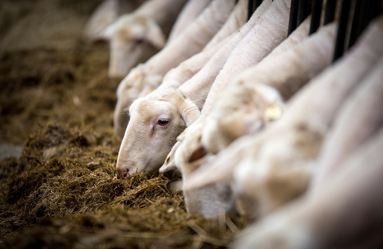 AgroPublic | Δίπλα στον αγρότη, καθημερινά αγροτικά νέα, γεωπονικές δημοσιεύσεις, κτηνοτροφία, ελαιοκομία, αμπελουργία | ευλογια