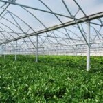 AgroPublic | Δίπλα στον αγρότη, καθημερινά αγροτικά νέα, γεωπονικές δημοσιεύσεις, κτηνοτροφία, ελαιοκομία, αμπελουργία | θερμοκήπια 2