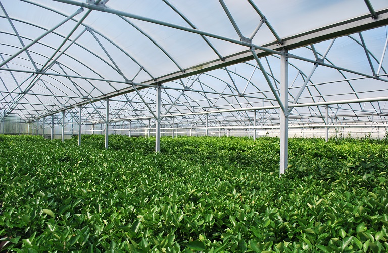 AgroPublic | Δίπλα στον αγρότη, καθημερινά αγροτικά νέα, γεωπονικές δημοσιεύσεις, κτηνοτροφία, ελαιοκομία, αμπελουργία | θερμοκήπια 2