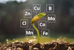 AgroPublic | Δίπλα στον αγρότη, καθημερινά αγροτικά νέα, γεωπονικές δημοσιεύσεις, κτηνοτροφία, ελαιοκομία, αμπελουργία | ιχνοστοιχεια