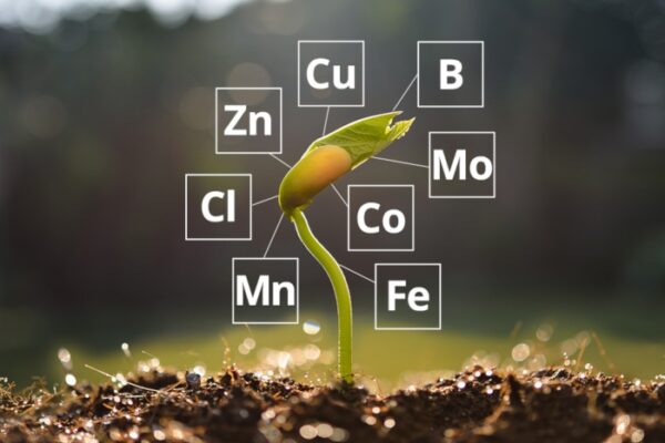 AgroPublic | Δίπλα στον αγρότη, καθημερινά αγροτικά νέα, γεωπονικές δημοσιεύσεις, κτηνοτροφία, ελαιοκομία, αμπελουργία | ιχνοστοιχεια