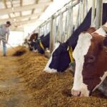 AgroPublic | Δίπλα στον αγρότη, καθημερινά αγροτικά νέα, γεωπονικές δημοσιεύσεις, κτηνοτροφία, ελαιοκομία, αμπελουργία | κτηνοτροφια