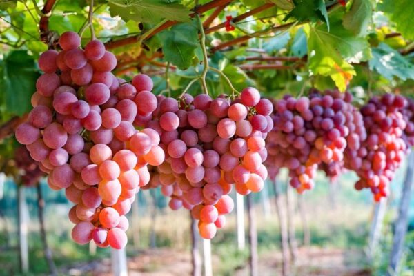 AgroPublic | Δίπλα στον αγρότη, καθημερινά αγροτικά νέα, γεωπονικές δημοσιεύσεις, κτηνοτροφία, ελαιοκομία, αμπελουργία | σταφυλια