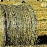 AgroPublic | Δίπλα στον αγρότη, καθημερινά αγροτικά νέα, γεωπονικές δημοσιεύσεις, κτηνοτροφία, ελαιοκομία, αμπελουργία | τριφ2 768x406 1