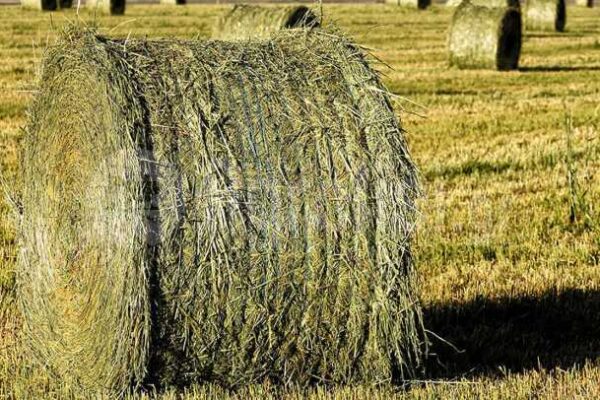 Η Ευλογιά “χτυπά” και τους αγρούς: Δραματικές απώλειες για τους παραγωγούς ζωοτροφών AgroPublic | Δίπλα στον αγρότη, καθημερινά αγροτικά νέα, γεωπονικές δημοσιεύσεις, κτηνοτροφία, ελαιοκομία, αμπελουργία | τριφ2 768x406 1