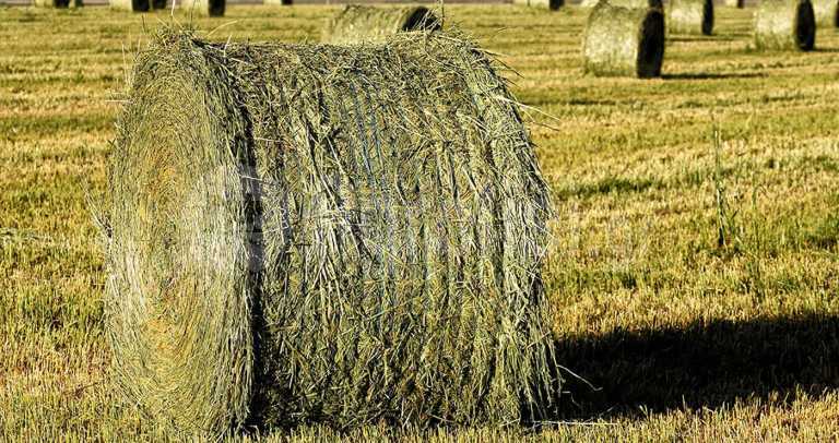 AgroPublic | Δίπλα στον αγρότη, καθημερινά αγροτικά νέα, γεωπονικές δημοσιεύσεις, κτηνοτροφία, ελαιοκομία, αμπελουργία | τριφ2 768x406 1