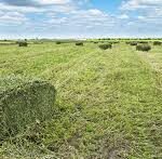 AgroPublic | Δίπλα στον αγρότη, καθημερινά αγροτικά νέα, γεωπονικές δημοσιεύσεις, κτηνοτροφία, ελαιοκομία, αμπελουργία | τριφυλλι