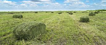 AgroPublic | Δίπλα στον αγρότη, καθημερινά αγροτικά νέα, γεωπονικές δημοσιεύσεις, κτηνοτροφία, ελαιοκομία, αμπελουργία | τριφυλλι