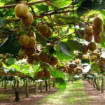 AgroPublic | Δίπλα στον αγρότη, καθημερινά αγροτικά νέα, γεωπονικές δημοσιεύσεις, κτηνοτροφία, ελαιοκομία, αμπελουργία | aktinidia fytoria pasxalis