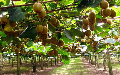 AgroPublic | Δίπλα στον αγρότη, καθημερινά αγροτικά νέα, γεωπονικές δημοσιεύσεις, κτηνοτροφία, ελαιοκομία, αμπελουργία | aktinidia fytoria