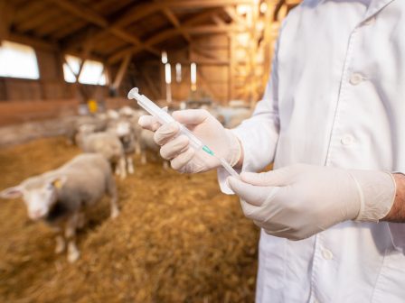 AgroPublic | Δίπλα στον αγρότη, καθημερινά αγροτικά νέα, γεωπονικές δημοσιεύσεις, κτηνοτροφία, ελαιοκομία, αμπελουργία | shutterstock 1655019475 448x336 1