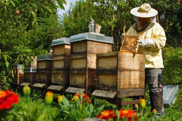 Τι Πραγματικά Σημαίνει να είσαι Μελισσοκόμος