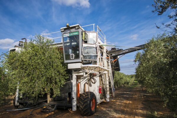 Η ελιά περιμένει… αλλά οι εργάτες λείπουν