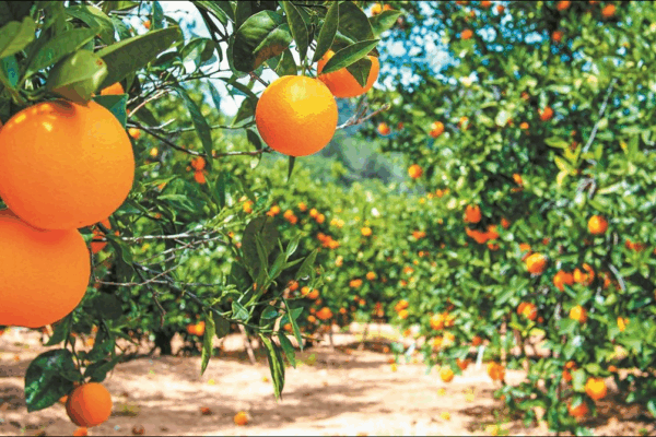 Γεωργικές προειδοποιήσεις για τα εσπεριδοειδή