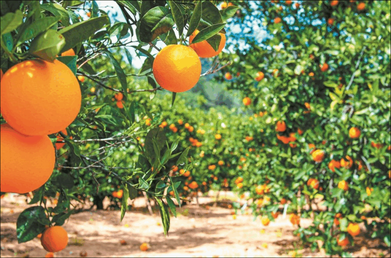 Πάνε για 80 λεπτά οι κληµεντίνες, ξεκινούν από τα 40 ως 45 λεπτά οι ναβαλίνες