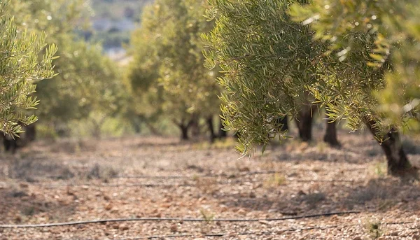 Παρέμβαση της ΠΕΑΣΟΕΠΕ για την εύρυθμη λειτουργία των Προγραμμάτων ΟΕΦ