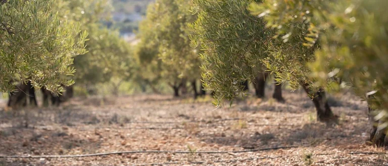 Παρέμβαση της ΠΕΑΣΟΕΠΕ για την εύρυθμη λειτουργία των Προγραμμάτων ΟΕΦ