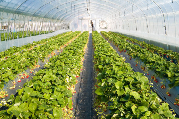 Ξεκίνησαν οι φυτεύσεις φράουλας σε Αχαΐα και Ηλεία – Δυναμική εκκίνηση της νέας σεζόν