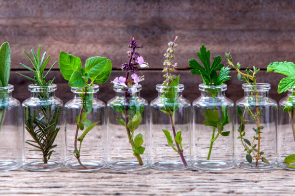 Πολύτιμα βότανα για υγιή οστά