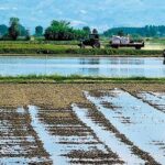 Ξεκίνησε ο αλωνισμός του περίφημου ρυζιού Καρολίνα Σερρών