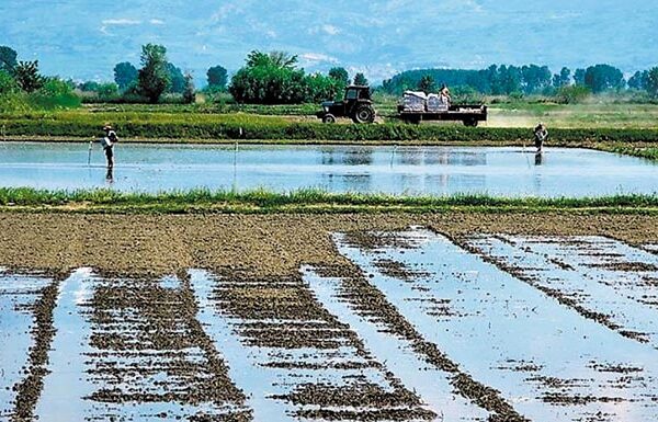 Ξεκίνησε ο αλωνισμός του περίφημου ρυζιού Καρολίνα Σερρών