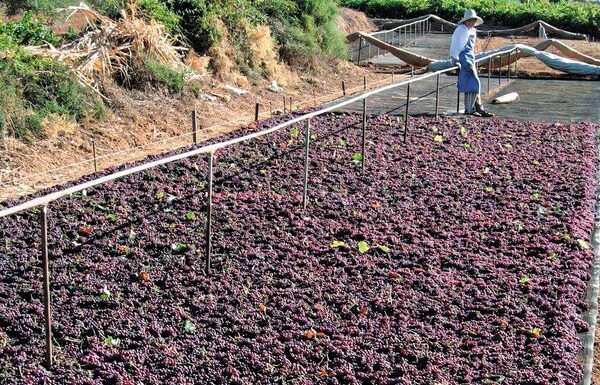 Μειωμένη η παραγωγή Κορινθιακής σταφίδας, καλύτερες οι φετινές τιμές για τους παραγωγούς