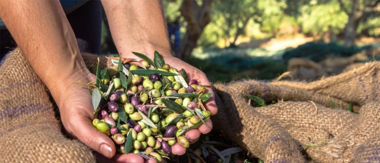 DROOPY: Συγκομιδή Ελιάς