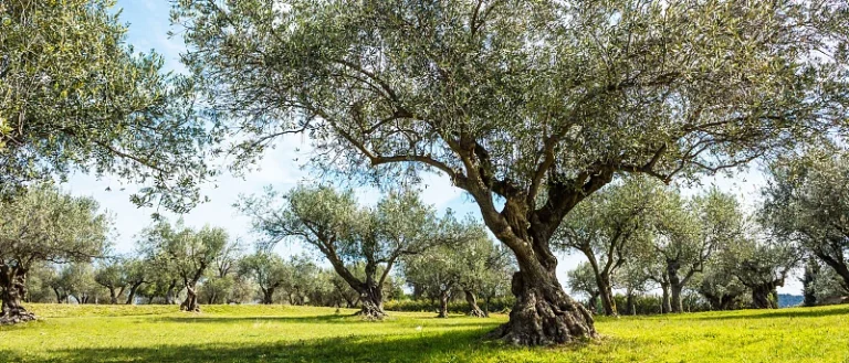 Μια νέα αναλυτική μέθοδος επιτρέπει την παρακολούθηση μεγάλης κλίμακας του glyphosate σε εδάφη ελαιώνων