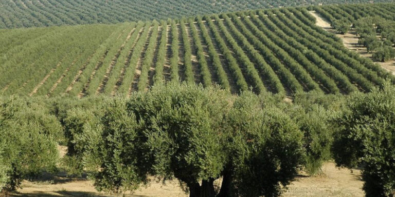 Γεωργικές προειδοποιήσεις για την Ελιά – Χειμερινές επεμβάσεις φυτοπροστασίας