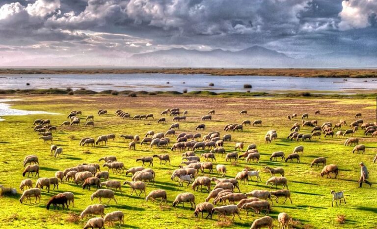 Ιδιώτες κτηνίατροι στη μάχη κατά της ευλογιάς
